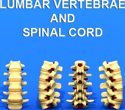 Lumbar Vertebrae and Spinal Cord 3D Model