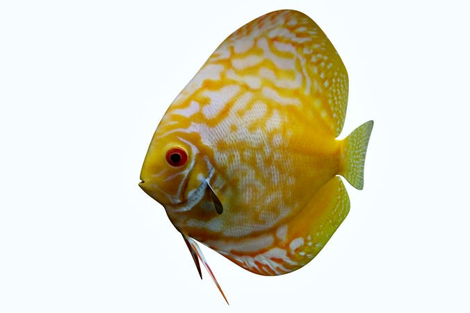 Discus Fish 8