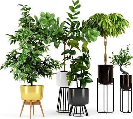 Ficus Set two