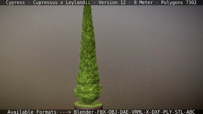 Cypress - Cupressus x Leylandii - Version 12 - 8 Meter