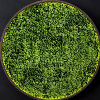 Mosswall disk