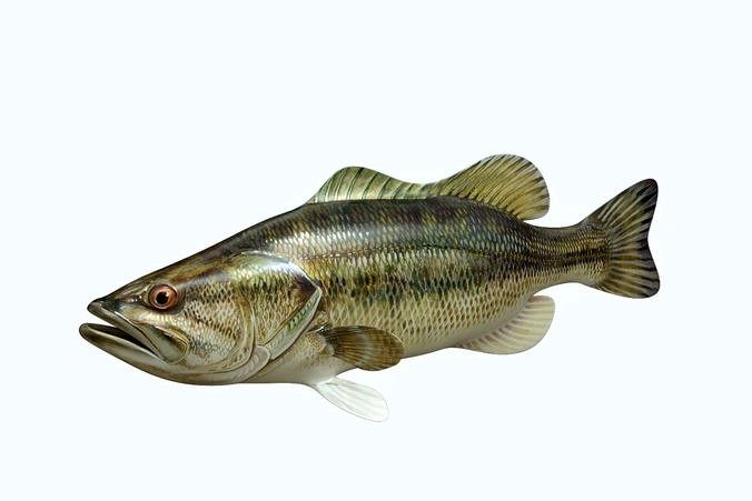 Mangrove Jack Fish