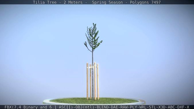 Tilia Tree - 2 Meters - Spring  Season