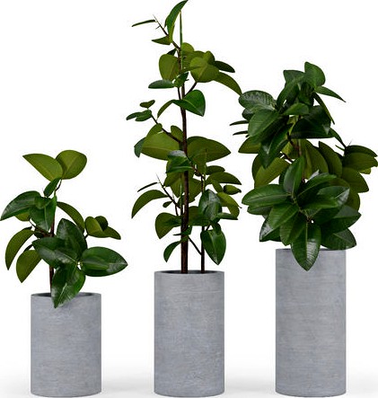 Ficus Elastica