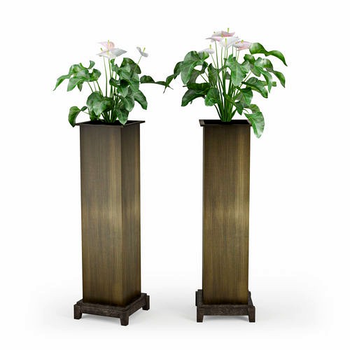Anthurium
