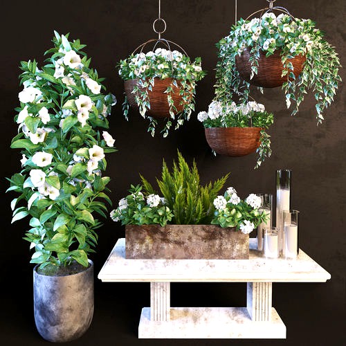 Hanging pot flowers