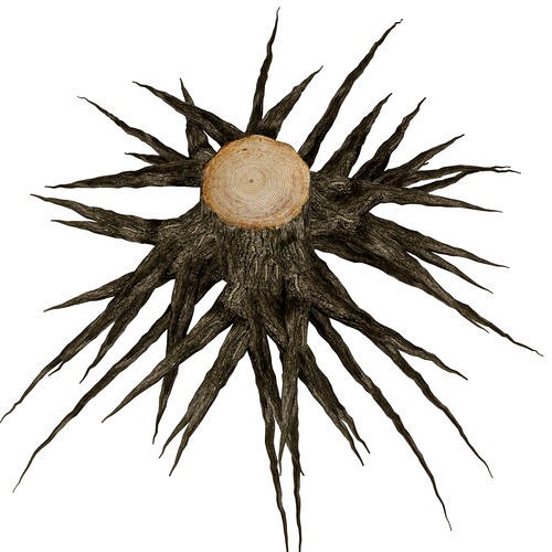 Roots