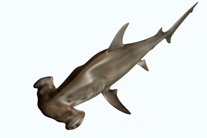 Hammerhead Shark