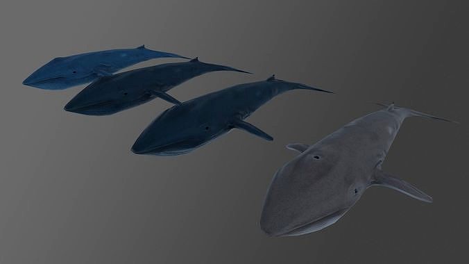 Blue whale Low and Hig poly