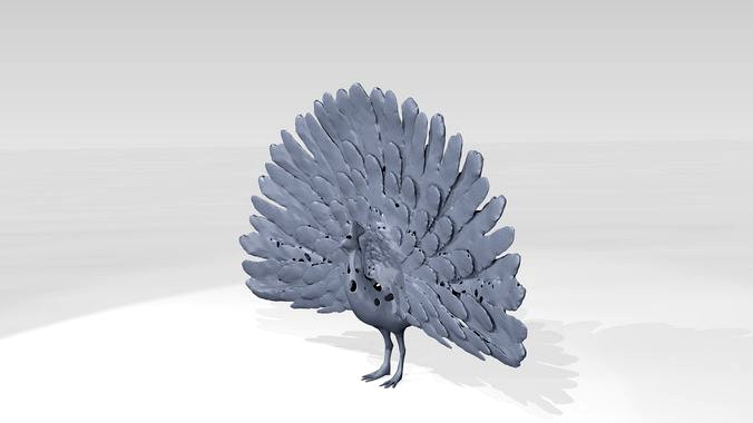 Peafowl Voronoi