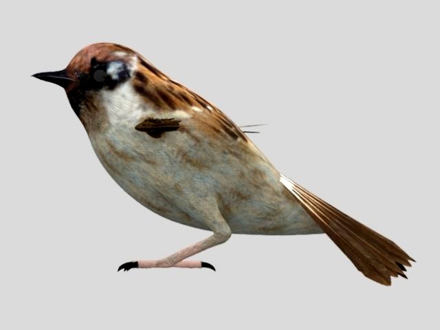 Sparrow Bird Modal