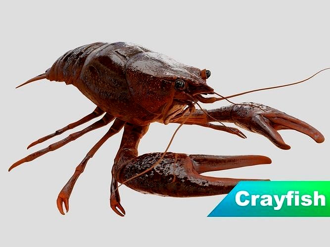 Crayfish