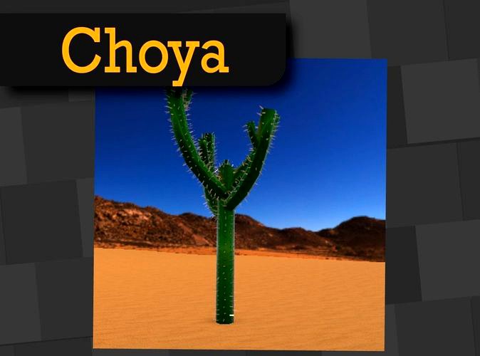 Choya Mexican Desert Plants