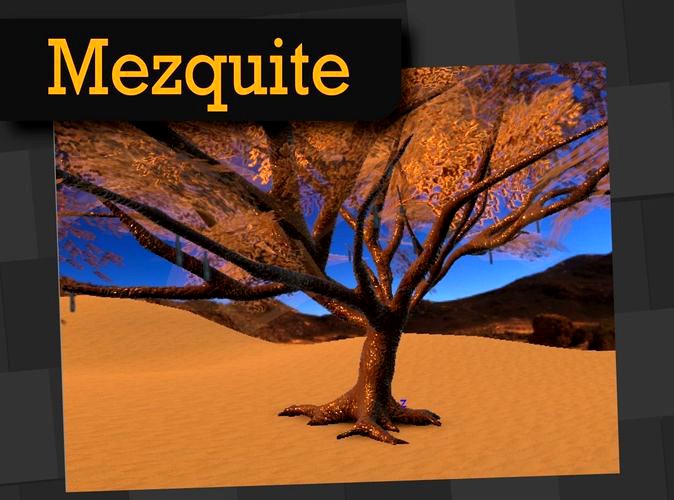 Mezquite Tree Desert