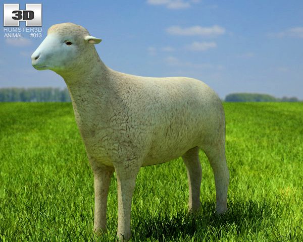 Sheep 3D Model