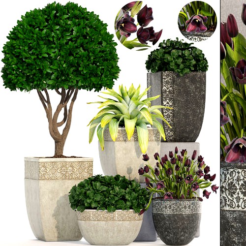 Collection of plants in classic pots