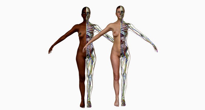 Full Female Body Anatomy Collection