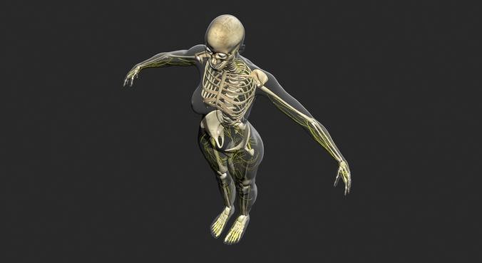 Male Central Nervous System With Skeleton 3DSmax