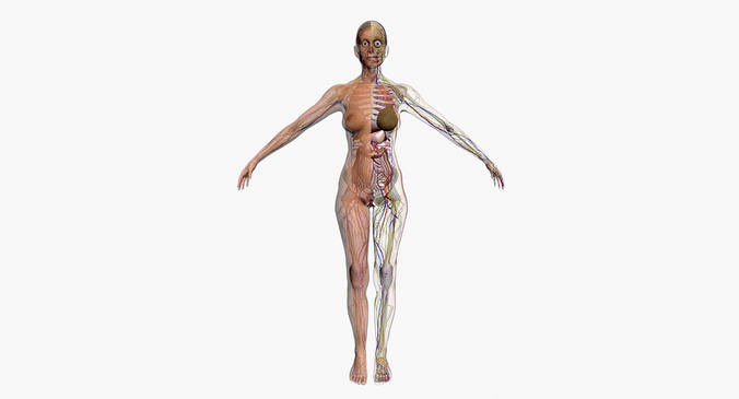 Full Female Body Anatomy 3DSmax