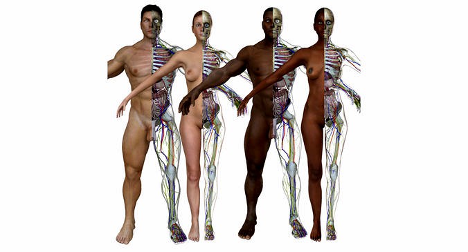 Full Body Anatomy Collection