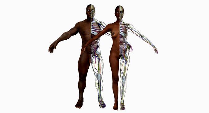 Full Body African American Anatomy Collection