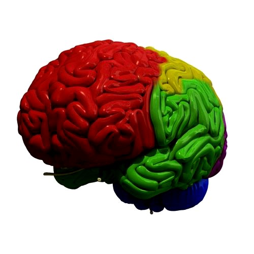 Human Brain Regions