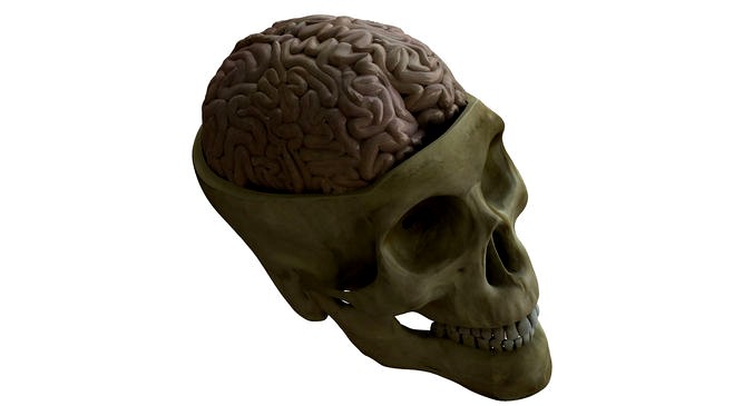 Human Skull with Brain