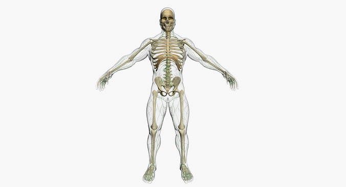 Lymphatic System with Skeleton 3DSmax