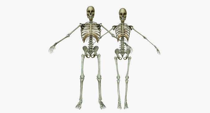 Male and Female Human Skeleton Anatomy