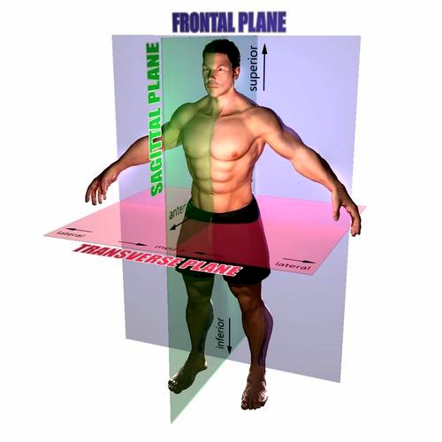 Planes of Body Male