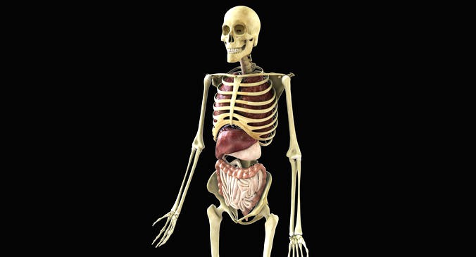 Human Skeleton With Digestive and Respiratory Systems