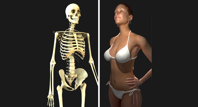 Full Female Body With Skeleton