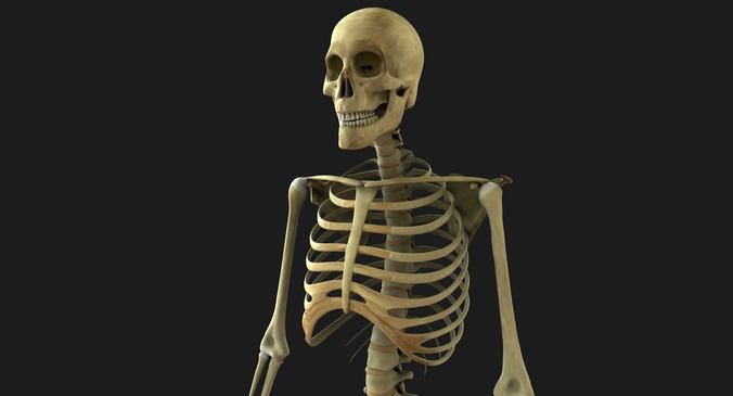 Full Body Skeleton Rigged