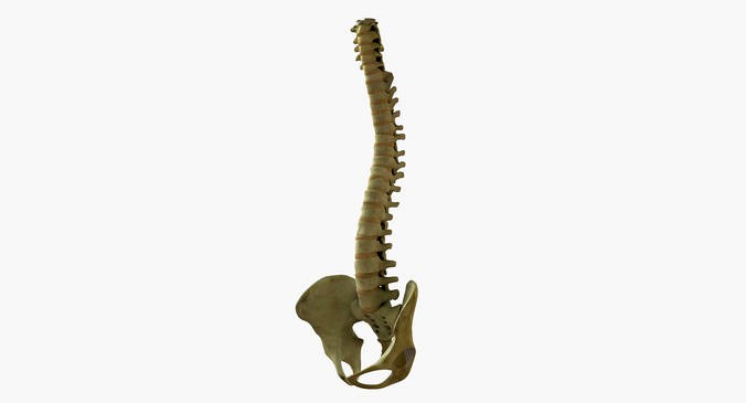Full Human Spine Rigged
