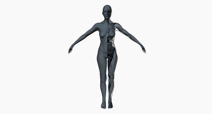 Ultimate Female Anatomy Project