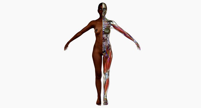 Ultimate Complete African American Anatomy