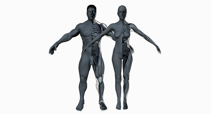 Male and Female Ultimate Anatomy Project