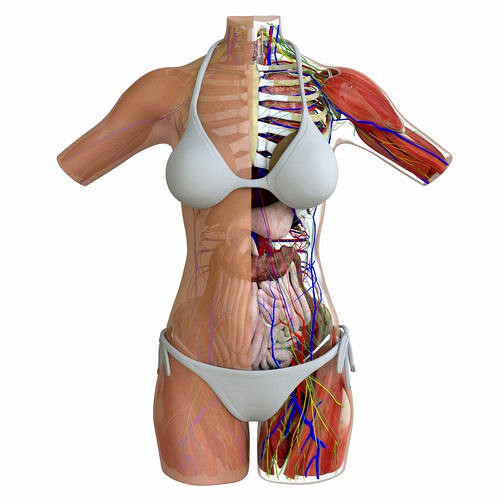 Full Female Torso Anatomy