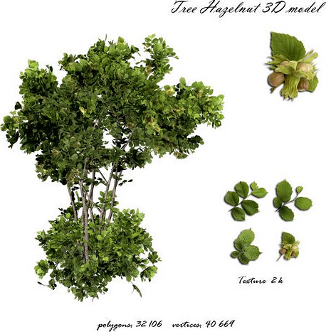 Tree Hazelnut