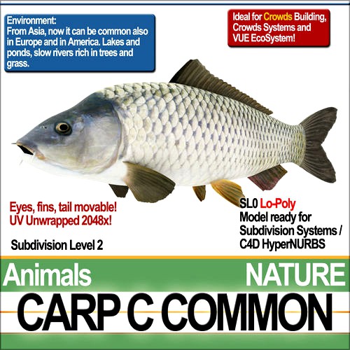 Carp C Common