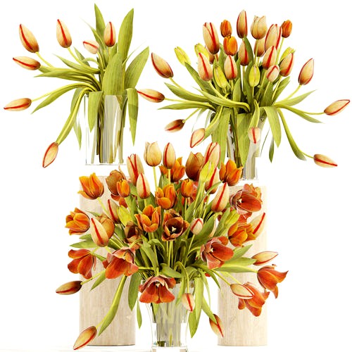 Bouquet of tulips set