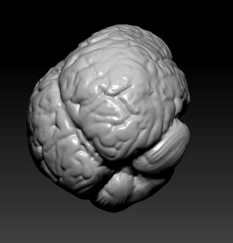 Human Brain