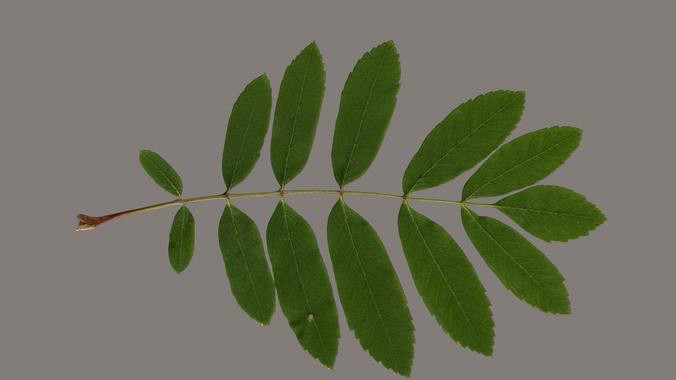 Rowan