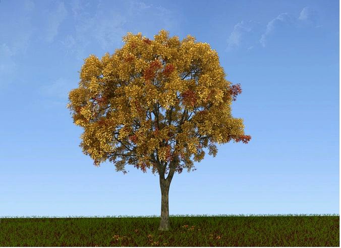 Tree model