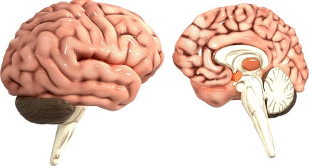 Human Brain