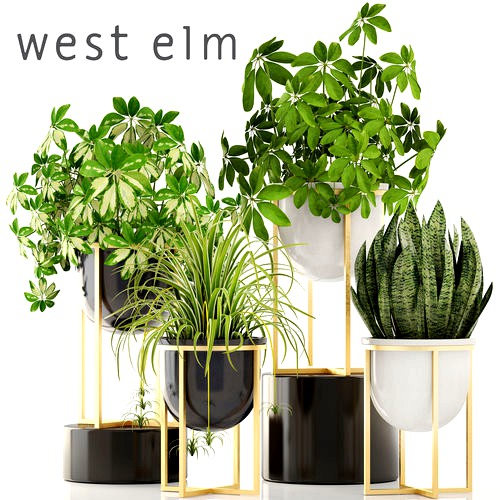 Collection plants