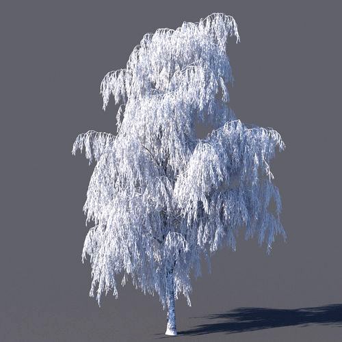 Winter Birch tree