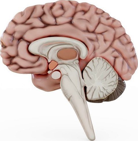 Human Brain Visualization