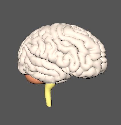 Human Brain 3D model Nervous