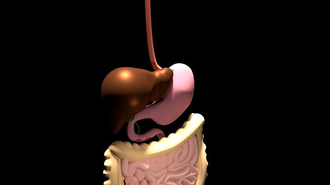 Digestive System